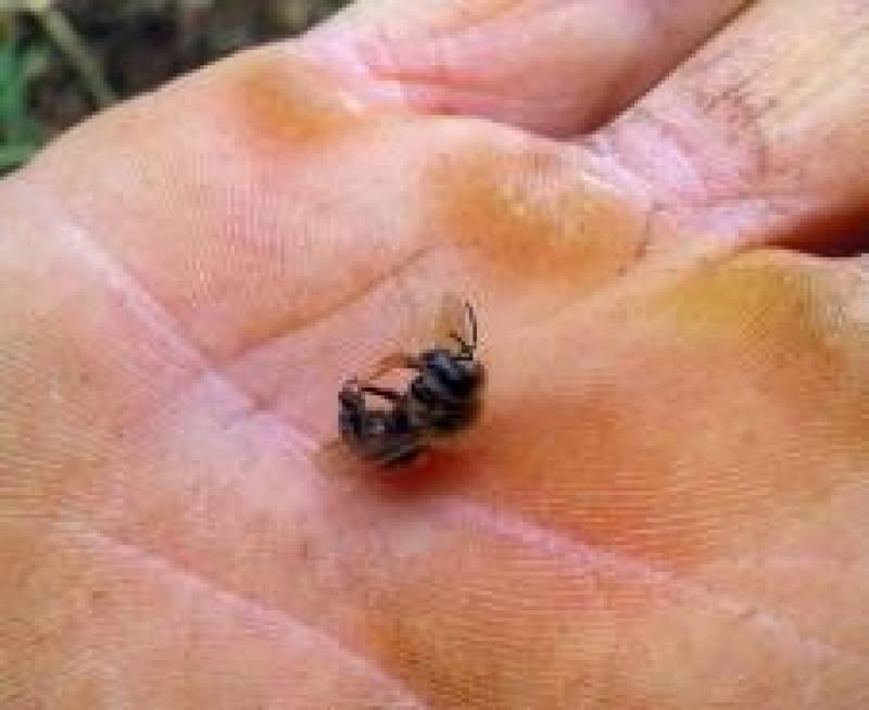 Mau uso de agrotóxico dizima abelhas de 40 caixas na região central do Paraná