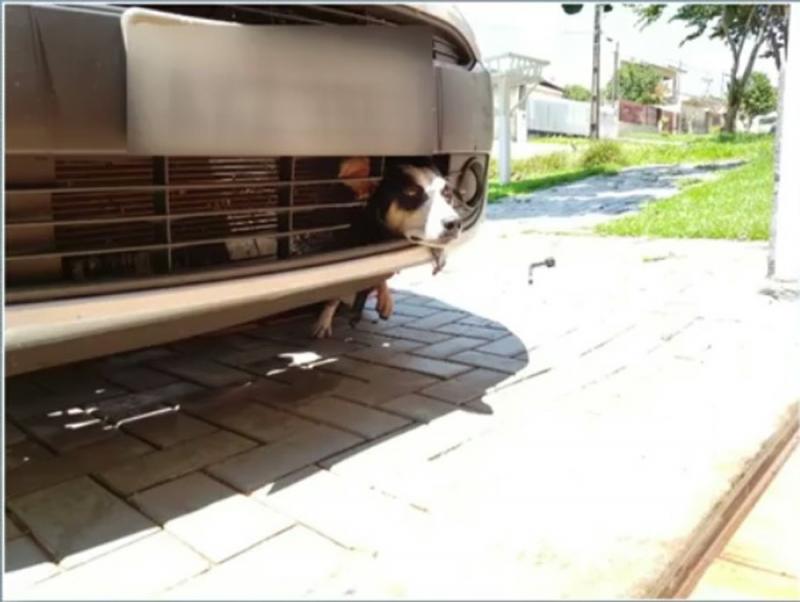 Cadela se esconde em carro para fugir de foguetório, fica presa e anda 100 km de carona até ser encontrada