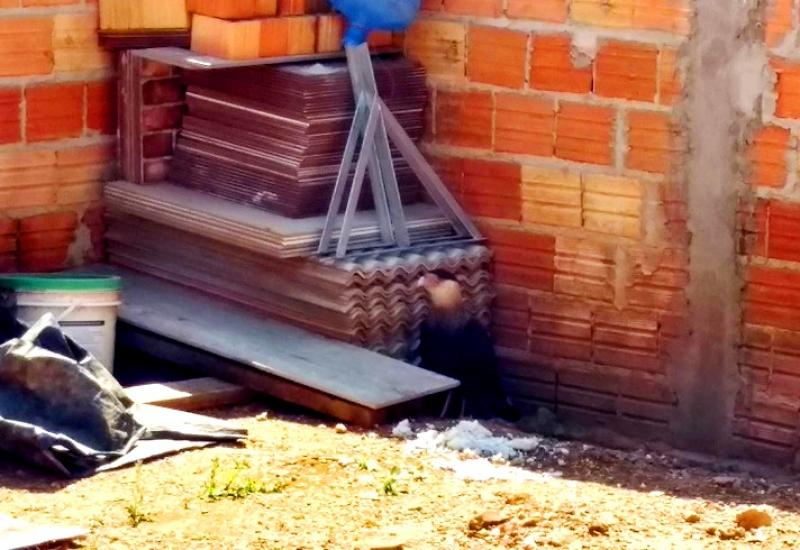 Gavião é resgatado de quintal em Quatiguá