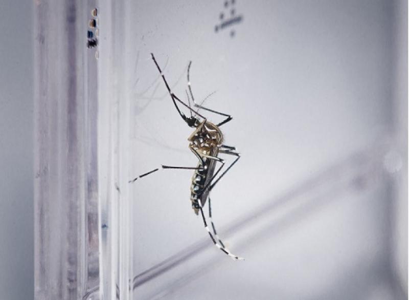 Paraná entra em estado de epidemia de dengue; número de mortes sobe para 30