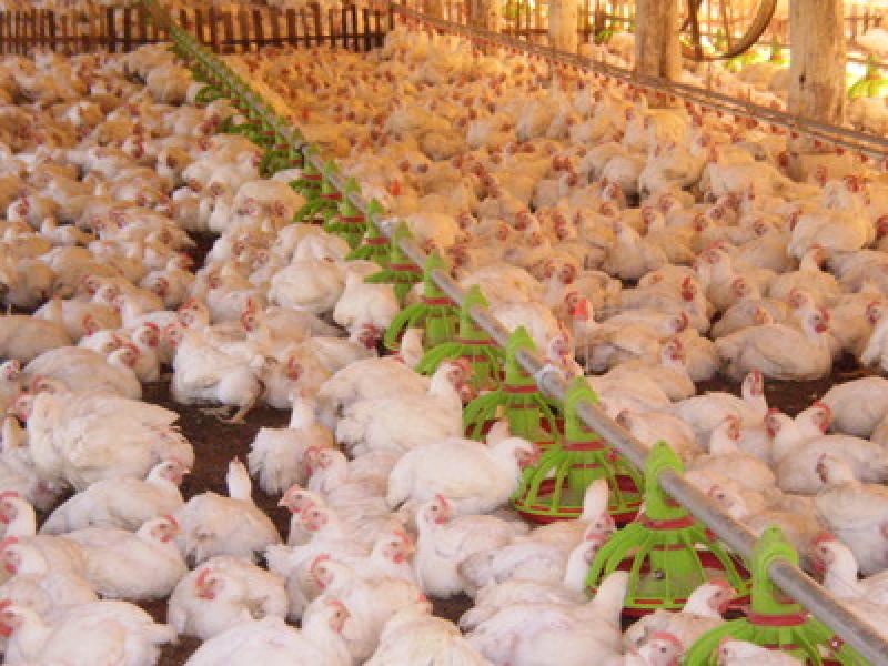 Renda real do produtor rural paranaense dobrou em 15 anos