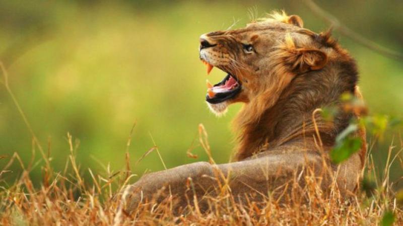 O que você deve fazer ao se deparar com um leão