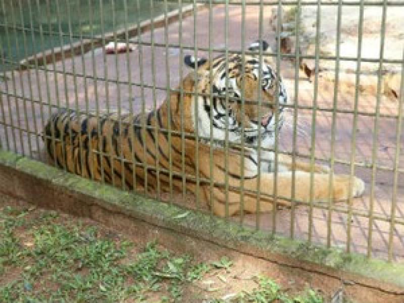 Após uma semana, menino atacado por tigre recebe alta de hospital