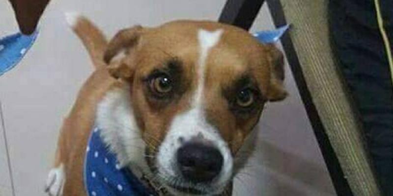 Casal encontra corpo de segunda cadela que fugiu após acidente na BR-376