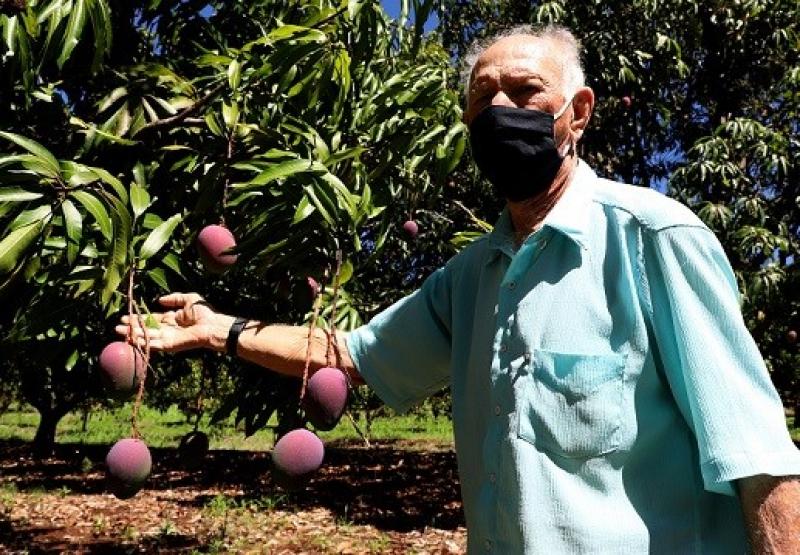 Agricultura familiar faz da pequena Uraí a maior produtora de manga do Paraná