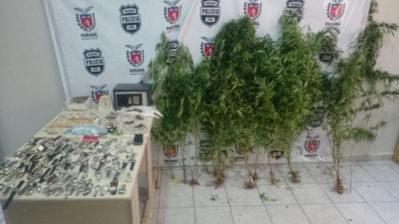 Polícia Civil de Jacarezinho localiza plantação de “maconha”