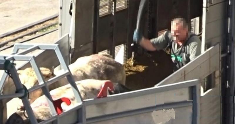 Animais de corte exportados pela Europa são espancados e torturados