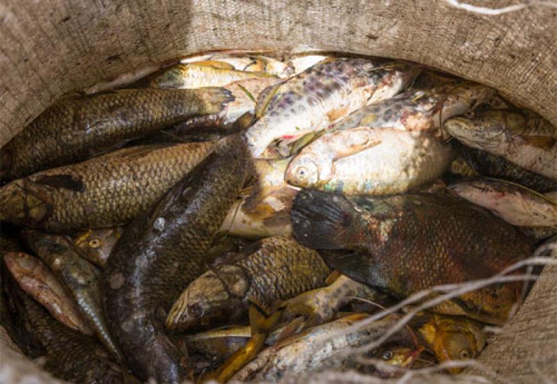 Peixes apreendidos durante piracema são doados a asilo no Norte Pioneiro