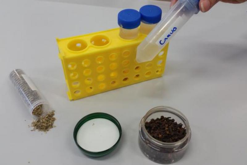 Pesquisa comprova eficácia de óleos de orégano e de cravo no combate ao Aedes