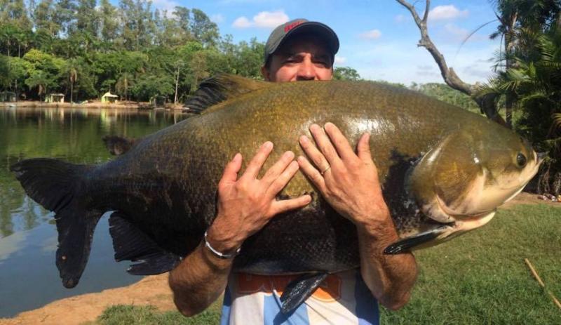 Pescador londrinense captura gigantesco tambaqui de 41kg