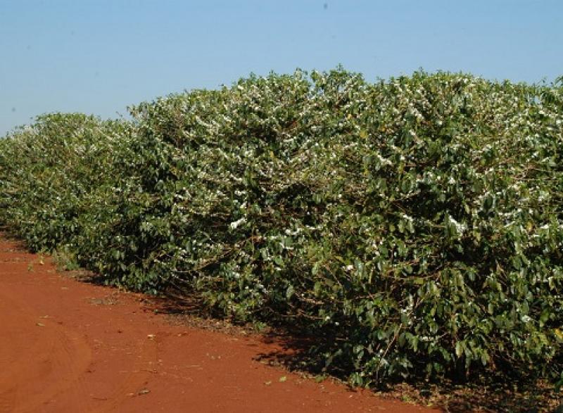 Iapar pesquisa novas cultivares para produção de cafés gourmets