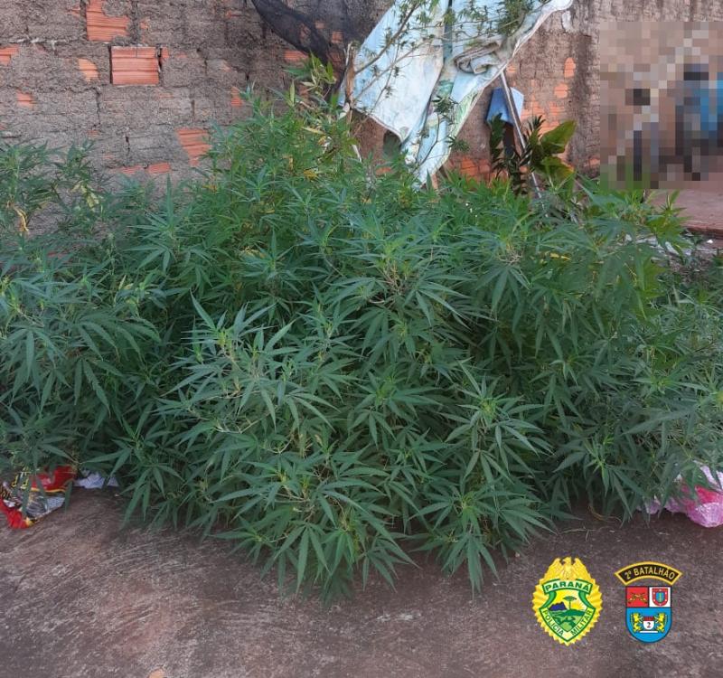 Encontrado pé de maconha