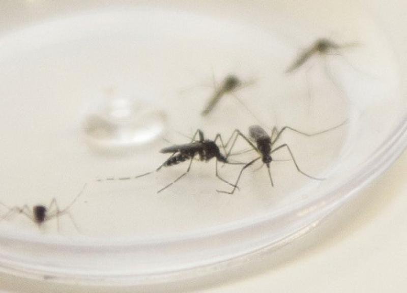 Com medo de dengue, prefeituras do Paraná reforçam combate e até cancelam carnaval