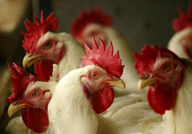 Alemanha confirma caso de gripe aviária H5N8 em criação de frangos