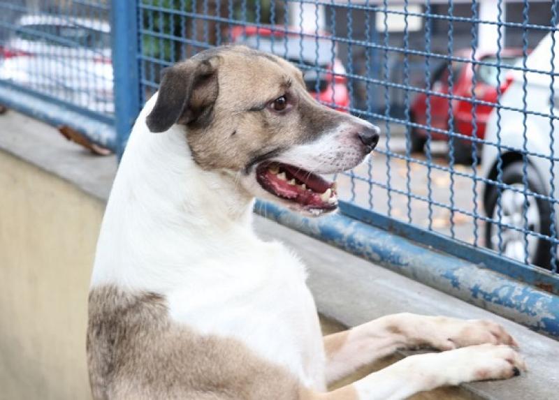 Cães e gatos podem ter vírus da covid-19, mas não transmitem a doença