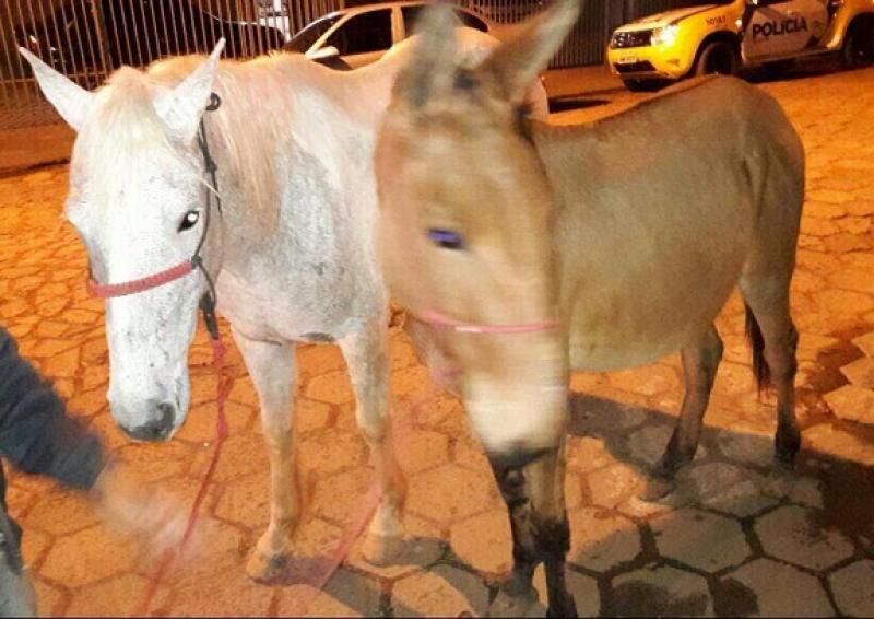 Animais furtados em Quatiguá são recuperados em Siqueira Campos