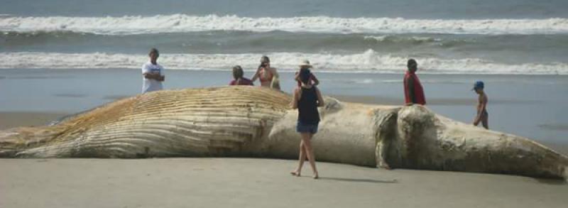 Baleia jubarte com cerca de 15 metros é encontrada morta na praia de Matinhos