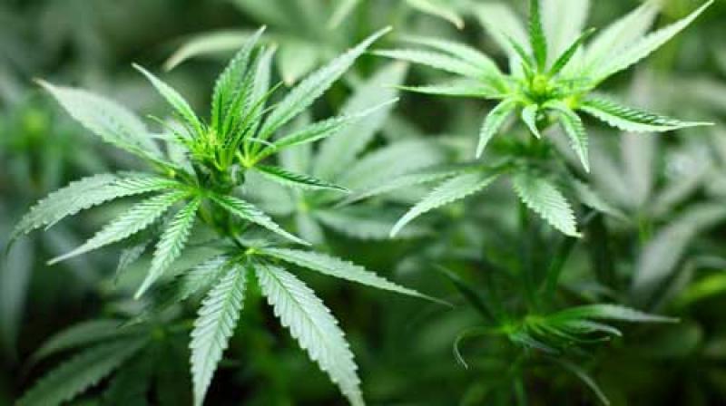 Usuários esgotam maconha de farmácias de Montevidéu em primeiro dia de vendas