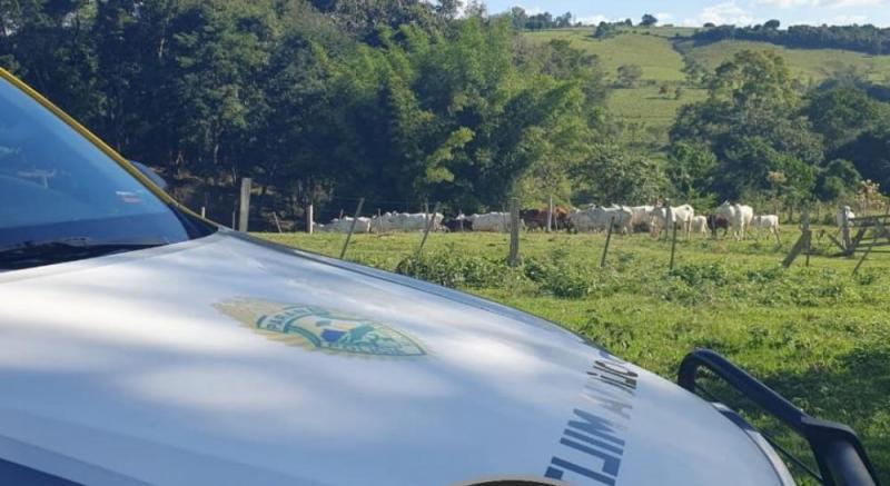 PM usa drone e prende receptador para recuperar gado furtado em Tomazina