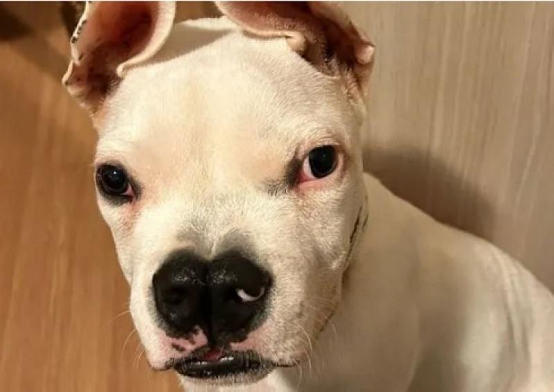 Hospital veterinário de Londrina salva filhote condenada à morte por lábio leporino