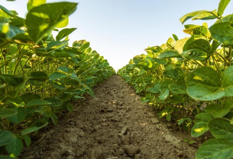 Paraná: Período crítico sem chuvas já passou e safra 19/20 deve se desenvolver sem maiores problemas