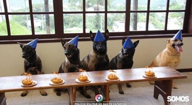 Com direito a bolo, cães da Polícia Militar ganham festa de aniversário