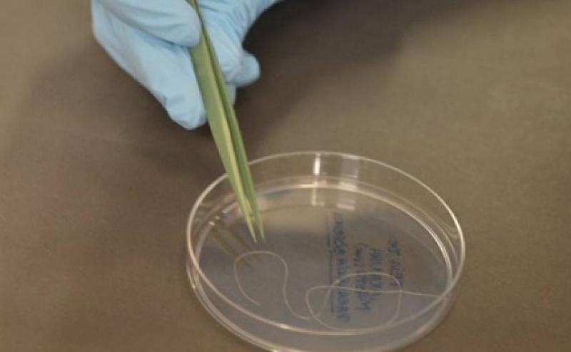 Veja o que Bolsonaro e Haddad propõem para ciência e tecnologia