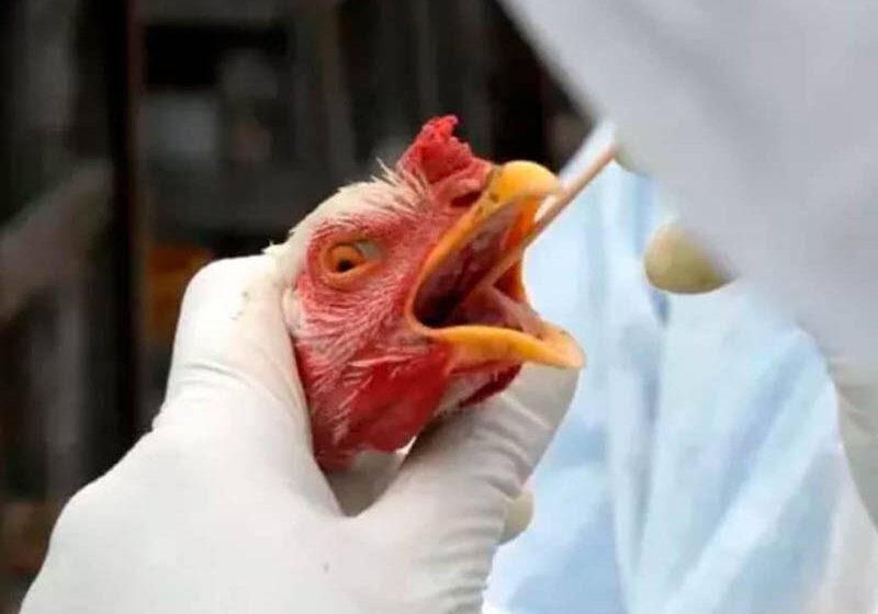 Gripe aviária leva o Paraná a decretar emergência zoossanitária