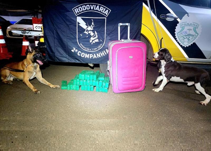 Cão farejador revela 23kg de maconha em mala de passageiro em Bandeirantes