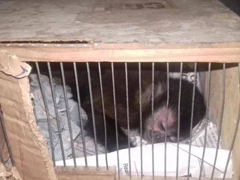 IBIPORÃƒ: PRF apreende quatro macacos-prego em Ã´nibus