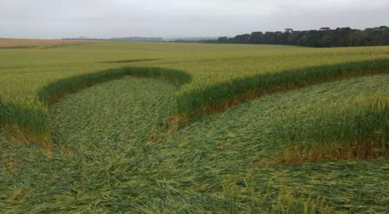 Sinais em plantação de Prudentópolis intrigam população