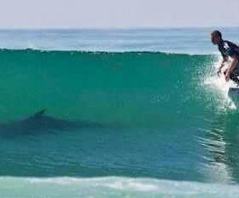 Suposta presença de tubarão cancela evento de surf no Litoral do Paraná