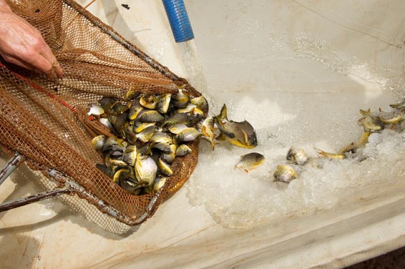 Duke Energy solta 100 mil pacus no Paranapanema