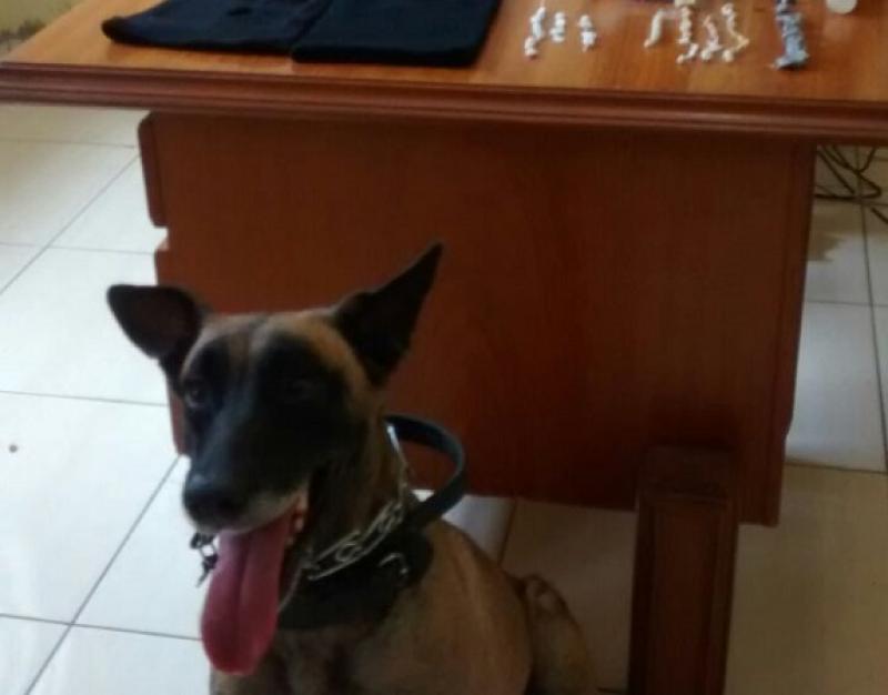 Cadela Lana da PM auxilia apreensão de drogas com adolescente em S.A.da Platina