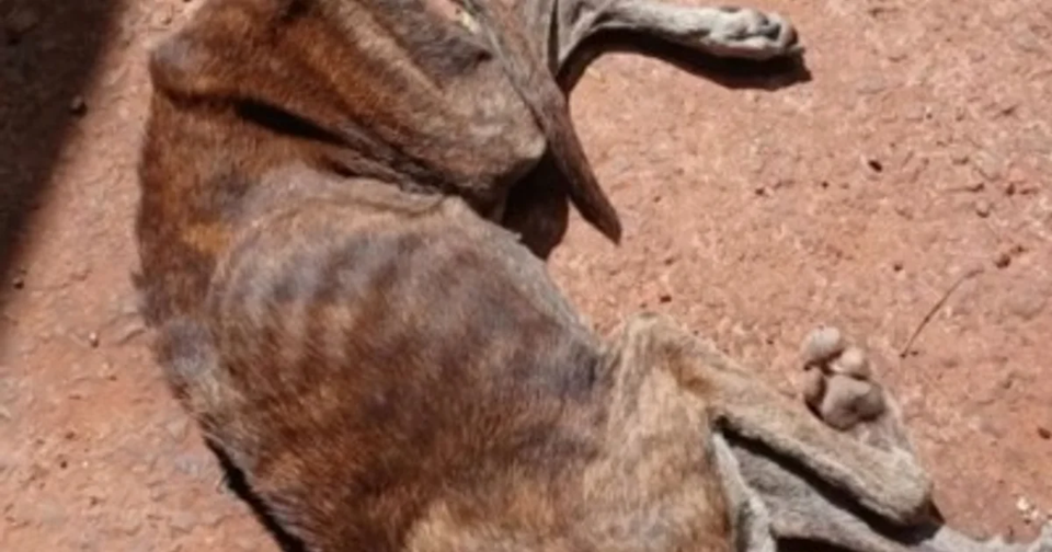 Polícia Civil prende homem por maus-tratos a cão