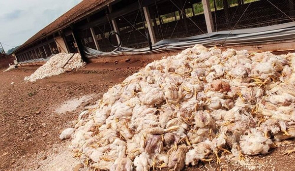 Queda de energia mata 20 mil frangos e causa prejuízo de R$ 150 mil para produtor do Paraná