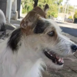 Motorista é indiciado após atropelar cachorro de propósito e causar a morte do animal