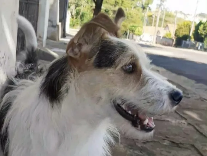 Motorista é indiciado após atropelar cachorro de propósito e causar a morte do animal