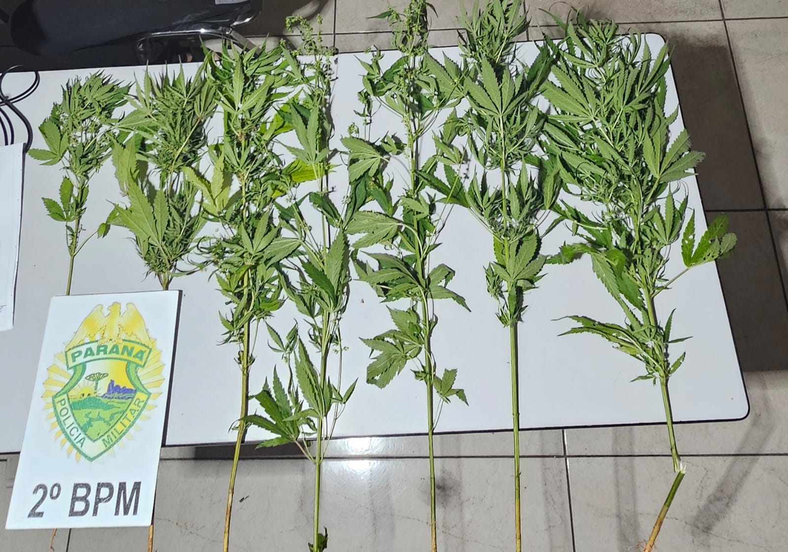 Polícia Militar intensifica ações contra o tráfico de drogas e apreende entorpecentes no Norte Pioneiro