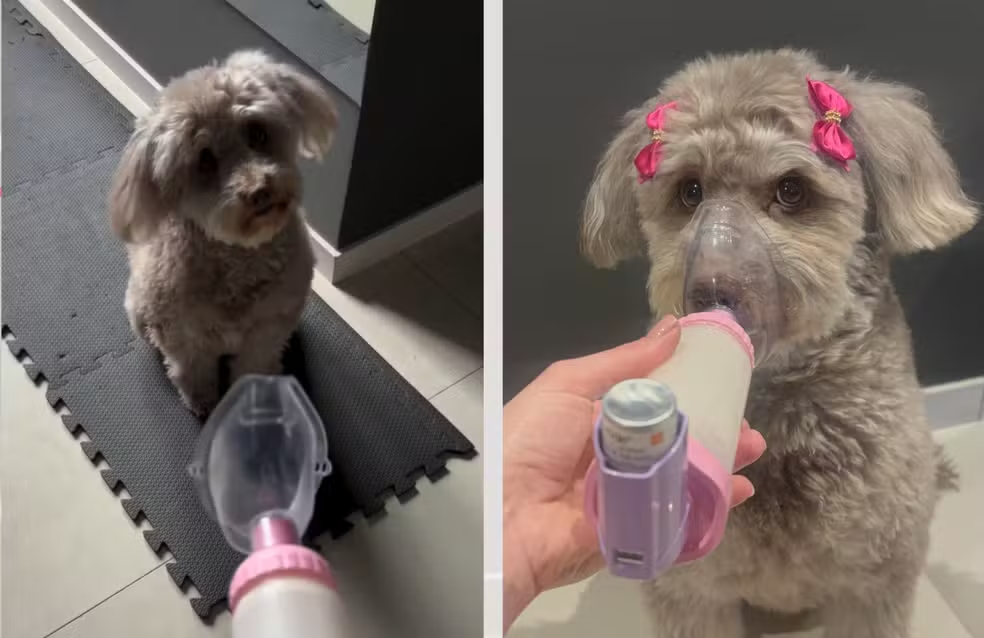 Do calor da Bahia ao frio do Paraná: cachorrinha desenvolve bronquite asmática após mudança e aprende a ‘pedir’ bombinha de inalação
