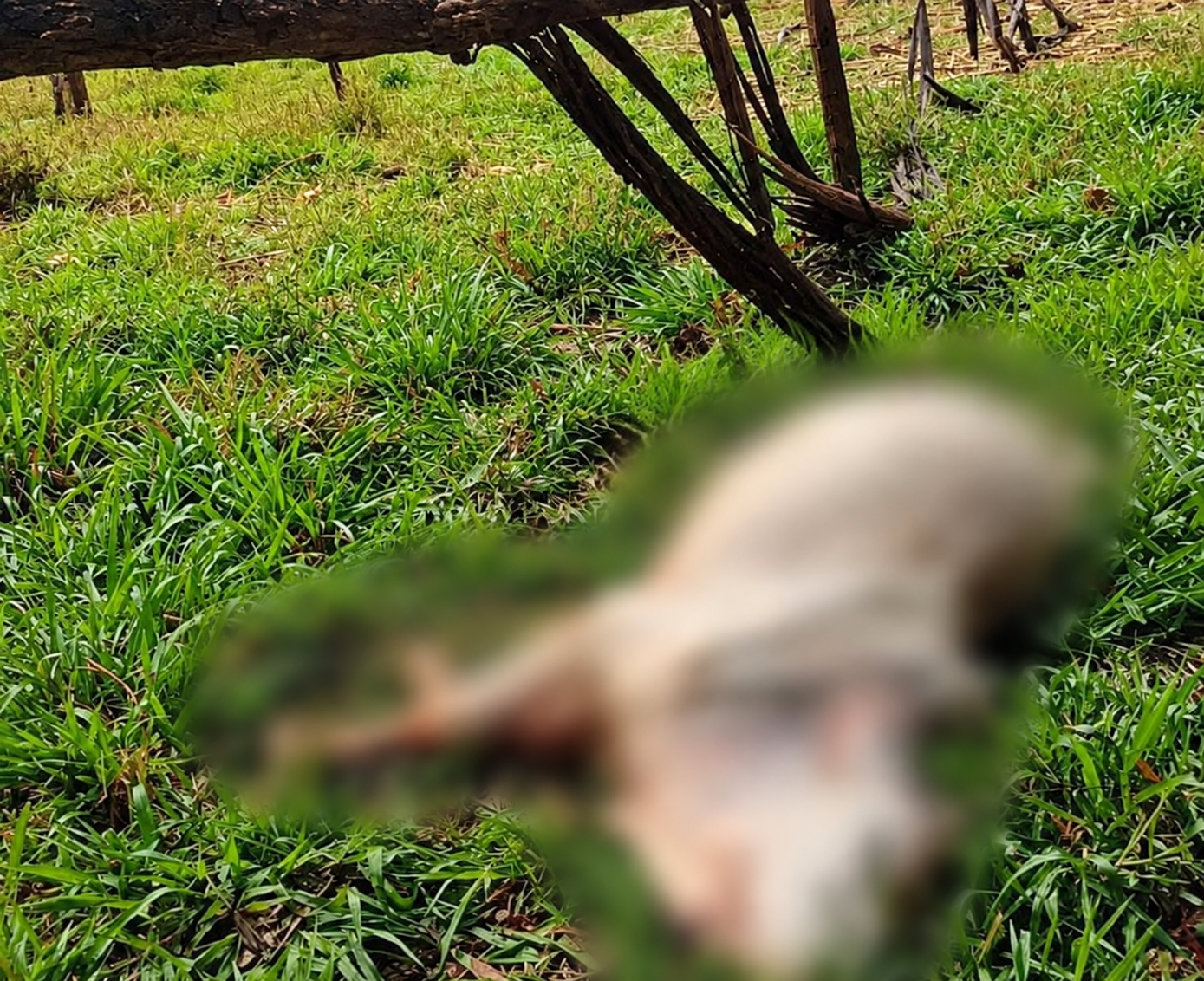 Temporal provoca danos e causa morte de animal na área rural