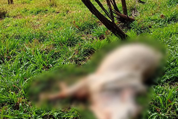 Temporal provoca danos e causa morte de animal na área rural