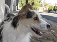 Motorista é indiciado após atropelar cachorro de propósito e causar a morte do animal