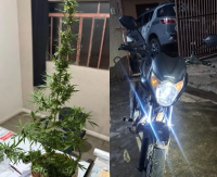 Siqueira Campos: ROTAM apreende cocaína, pé de maconha e dinheiro durante operação