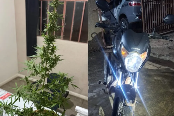 Siqueira Campos: ROTAM apreende cocaína, pé de maconha e dinheiro durante operação