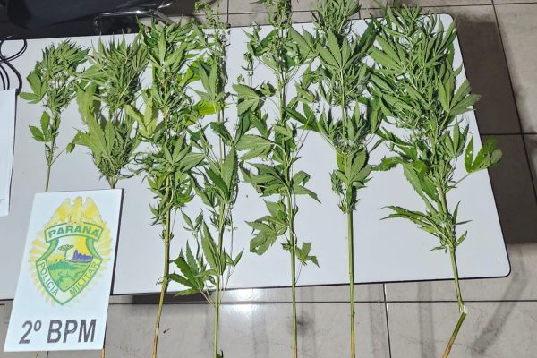 Polícia Militar intensifica ações contra o tráfico de drogas e apreende entorpecentes no Norte Pioneiro
