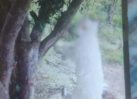 Homem é preso por enforcar gato e matar cachorro com enxadão em Wenceslau Braz