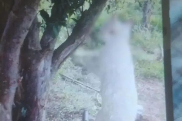 Homem é preso por enforcar gato e matar cachorro com enxadão em Wenceslau Braz