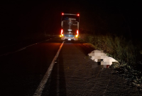Ônibus se envolve em atropelamento de animal  em Santo Antônio da Platina